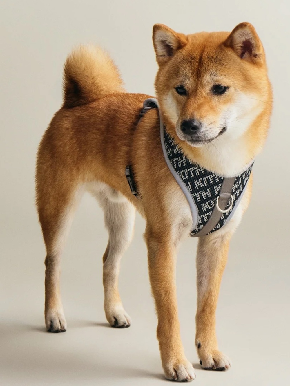 NWT Kith for Wagwear Padded Harness Black